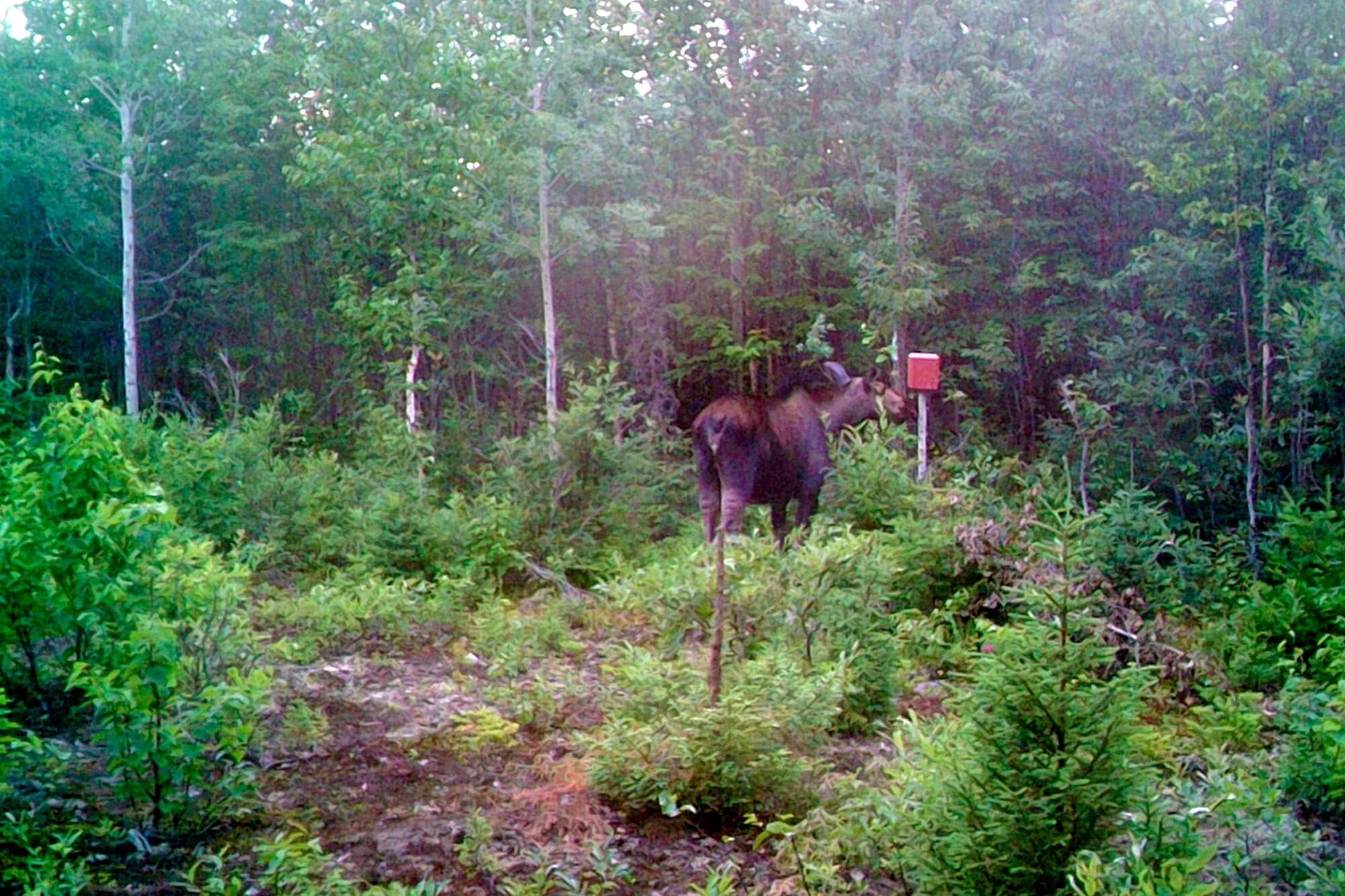 Wapishish outfitter - moose hunting